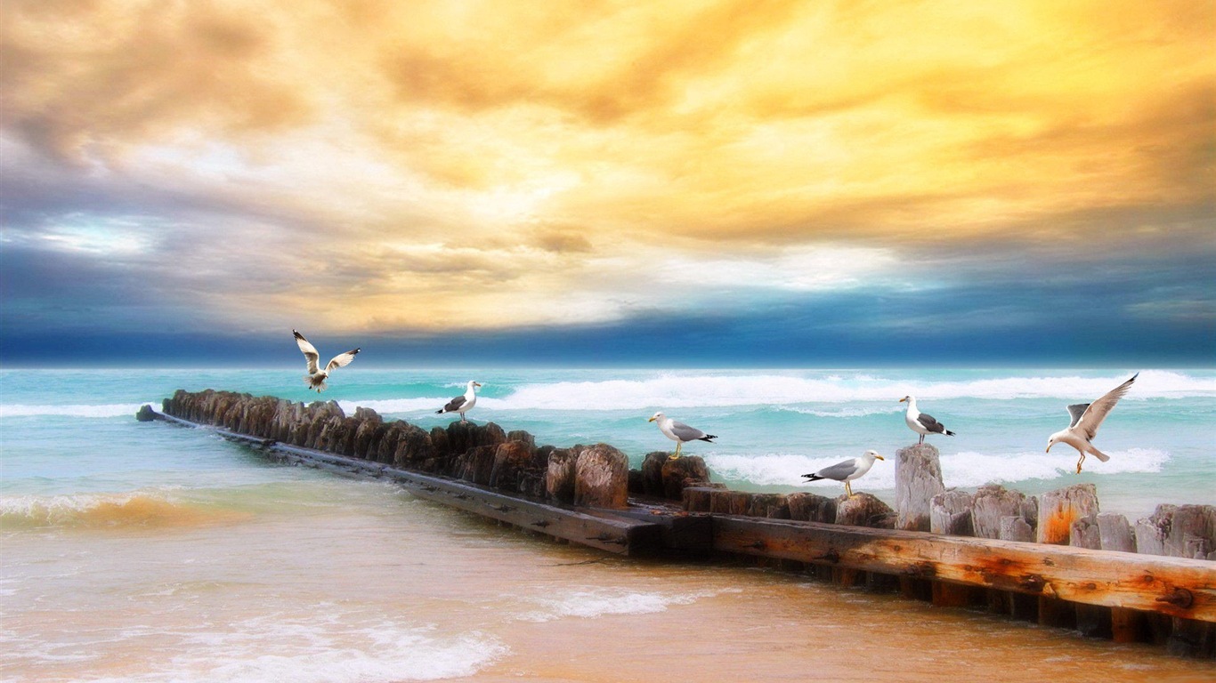 Sea bird seagull HD wallpapers #4 - 1366x768