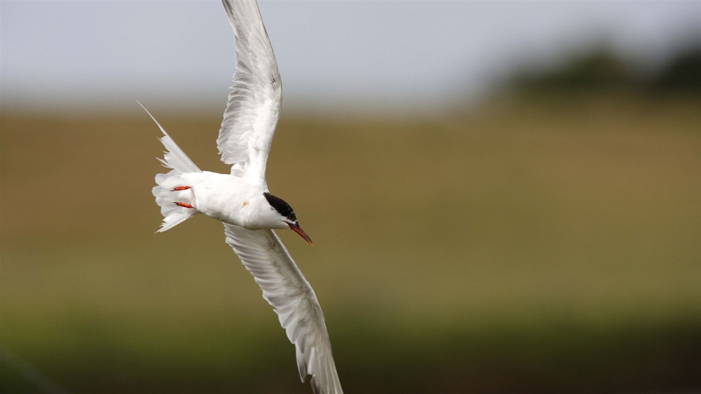 Sea bird seagull HD wallpapers #18 - 1366x768