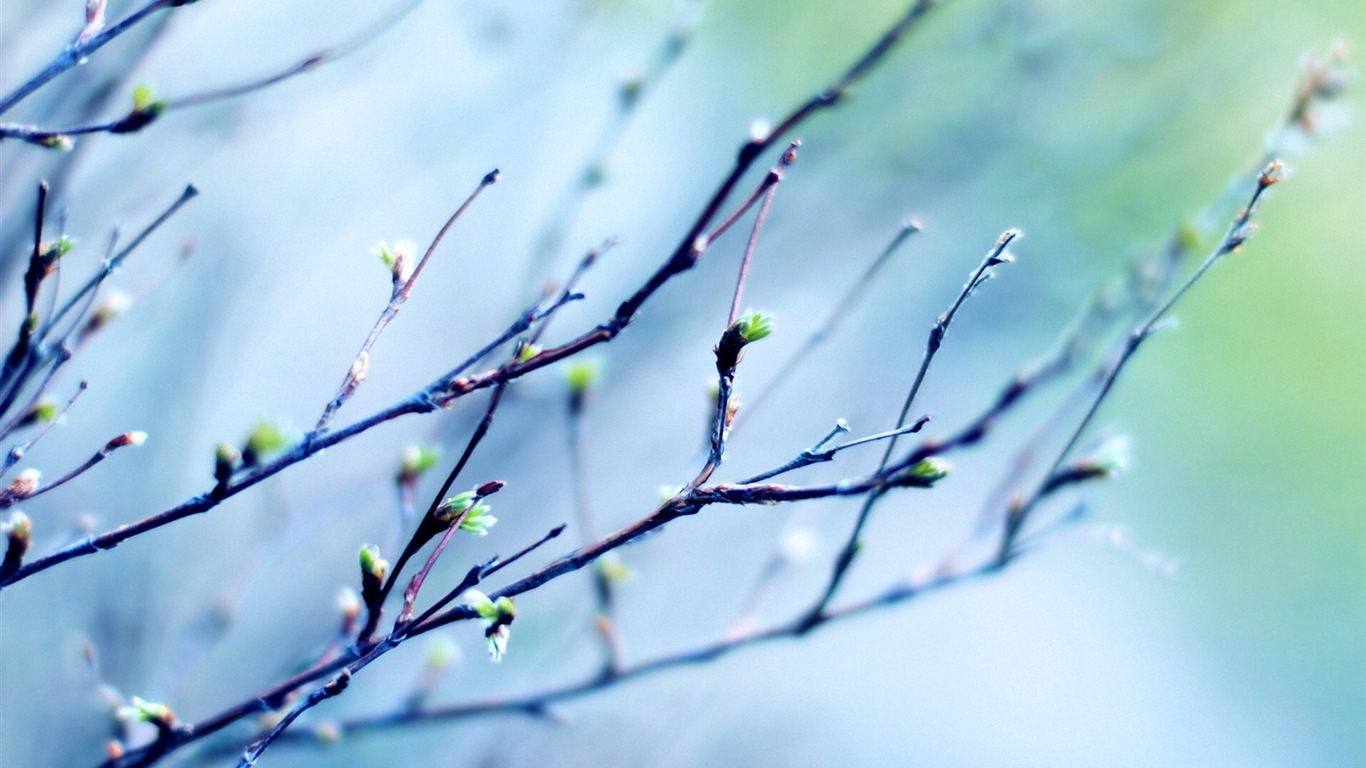 Frühjahr Knospen an den Bäumen HD Wallpaper #1 - 1366x768