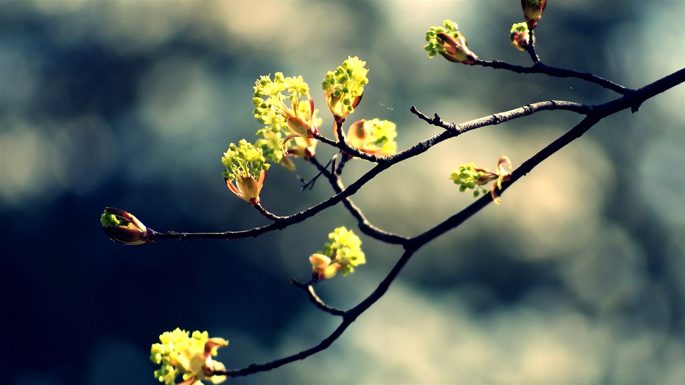 Frühjahr Knospen an den Bäumen HD Wallpaper #6 - 1366x768