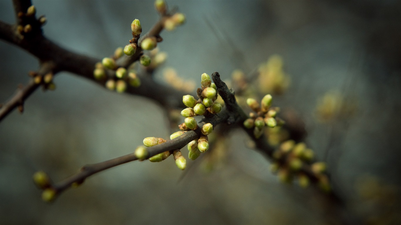 Frühjahr Knospen an den Bäumen HD Wallpaper #15 - 1366x768