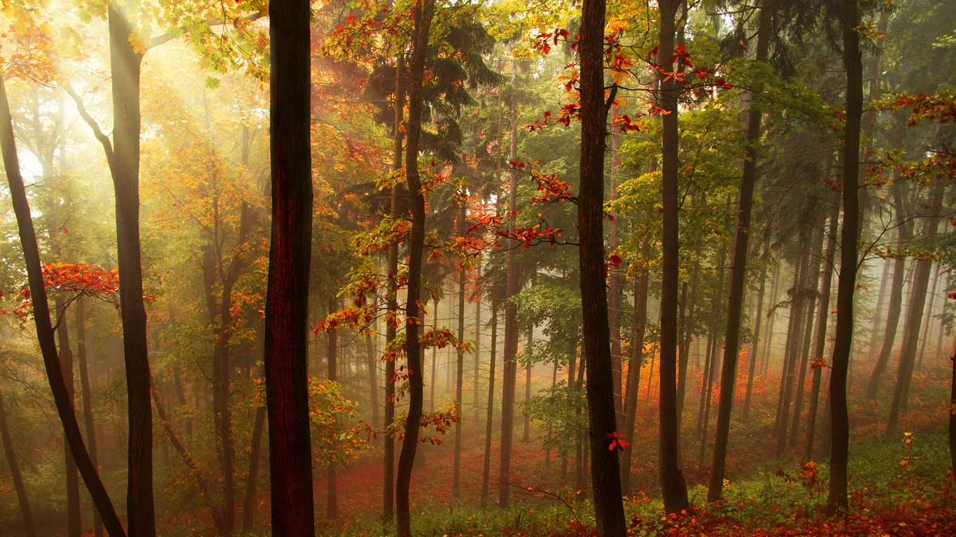 Rojo hojas de otoño bosque árboles HD wallpaper #5 - 1366x768