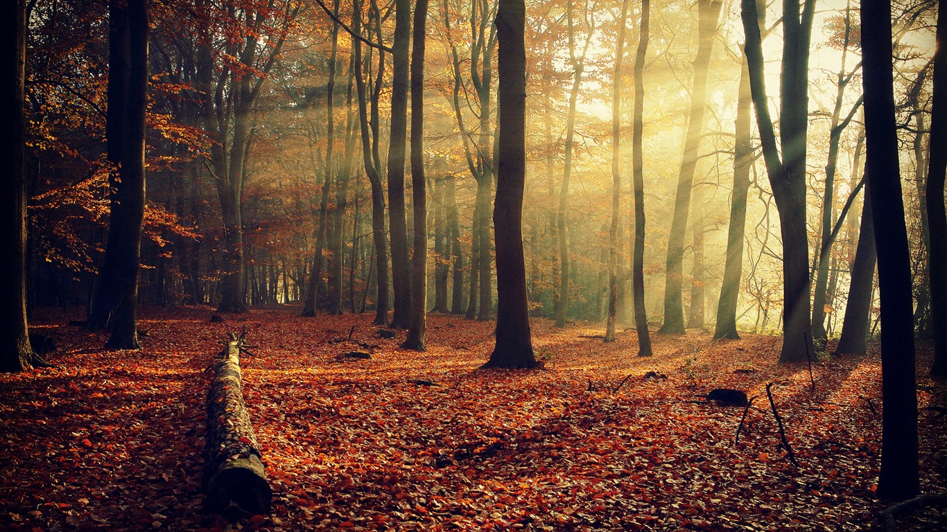 Autumn red leaves forest trees HD wallpaper #10 - 1366x768