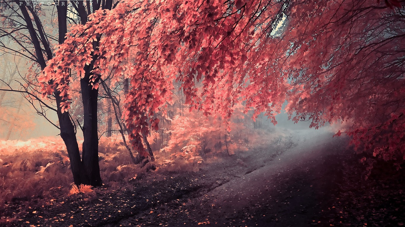 Rojo hojas de otoño bosque árboles HD wallpaper #13 - 1366x768