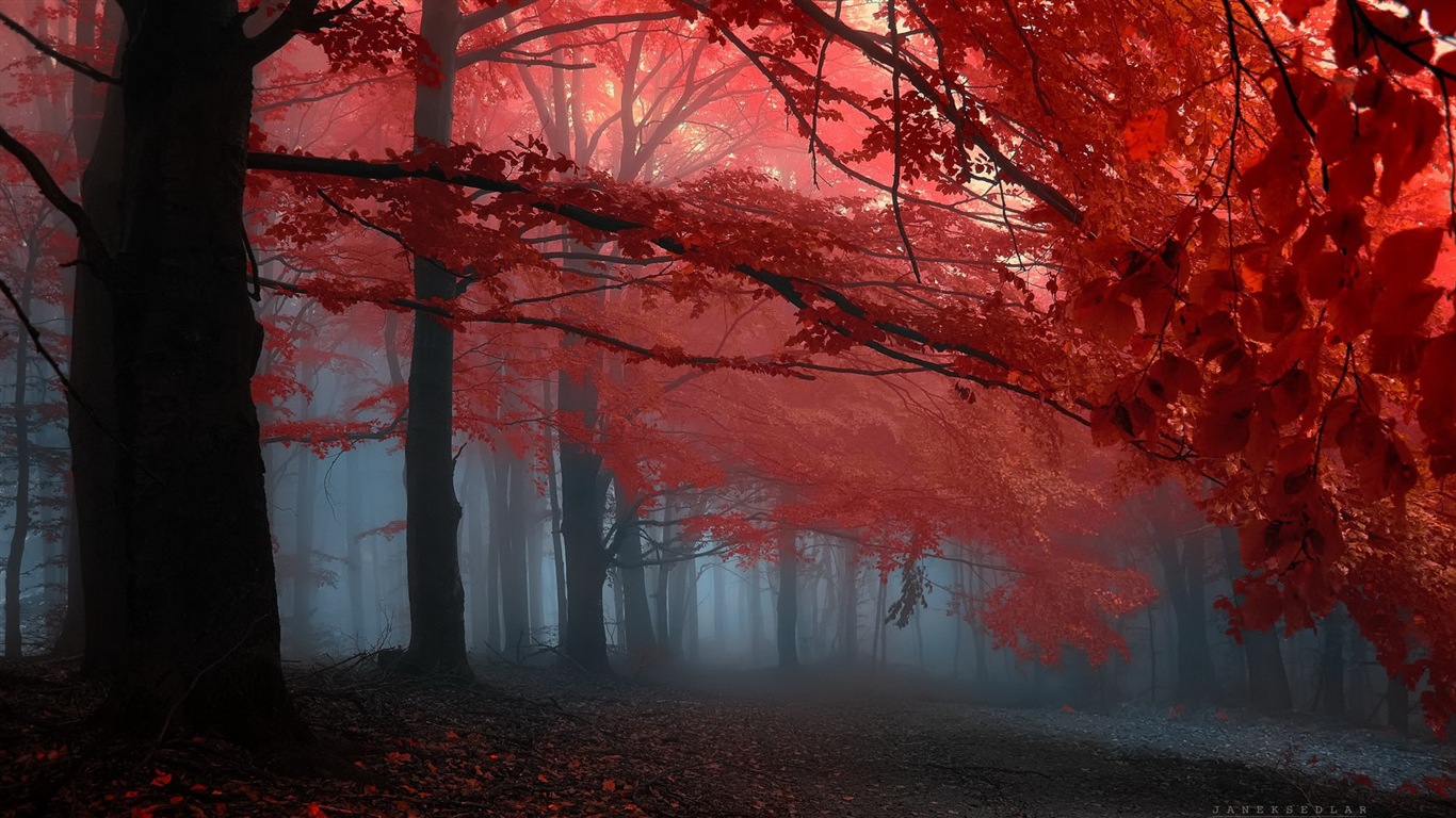 秋季紅葉森林樹木 高清壁紙 #15 - 1366x768