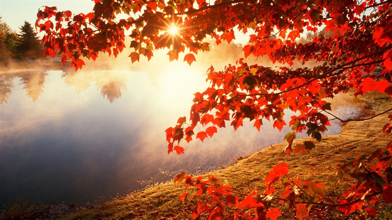 Rojo hojas de otoño bosque árboles HD wallpaper #20 - 1366x768