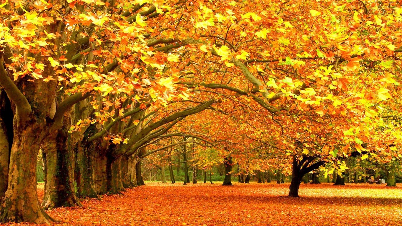 Thème de Windows 8.1 HD fonds d'écran: belles feuilles d'automne #6 - 1366x768
