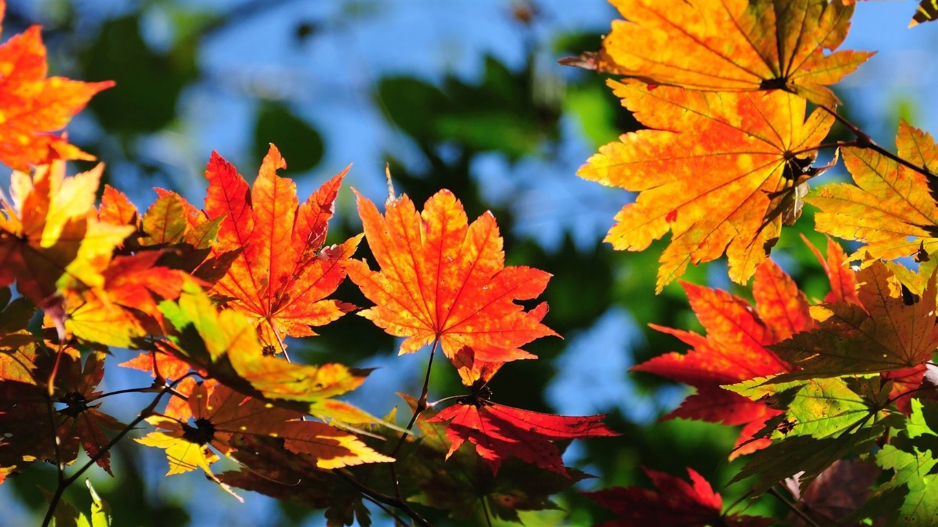 Windows 8.1 Theme HD tapety na plochu: krásné podzimní listí #8 - 1366x768