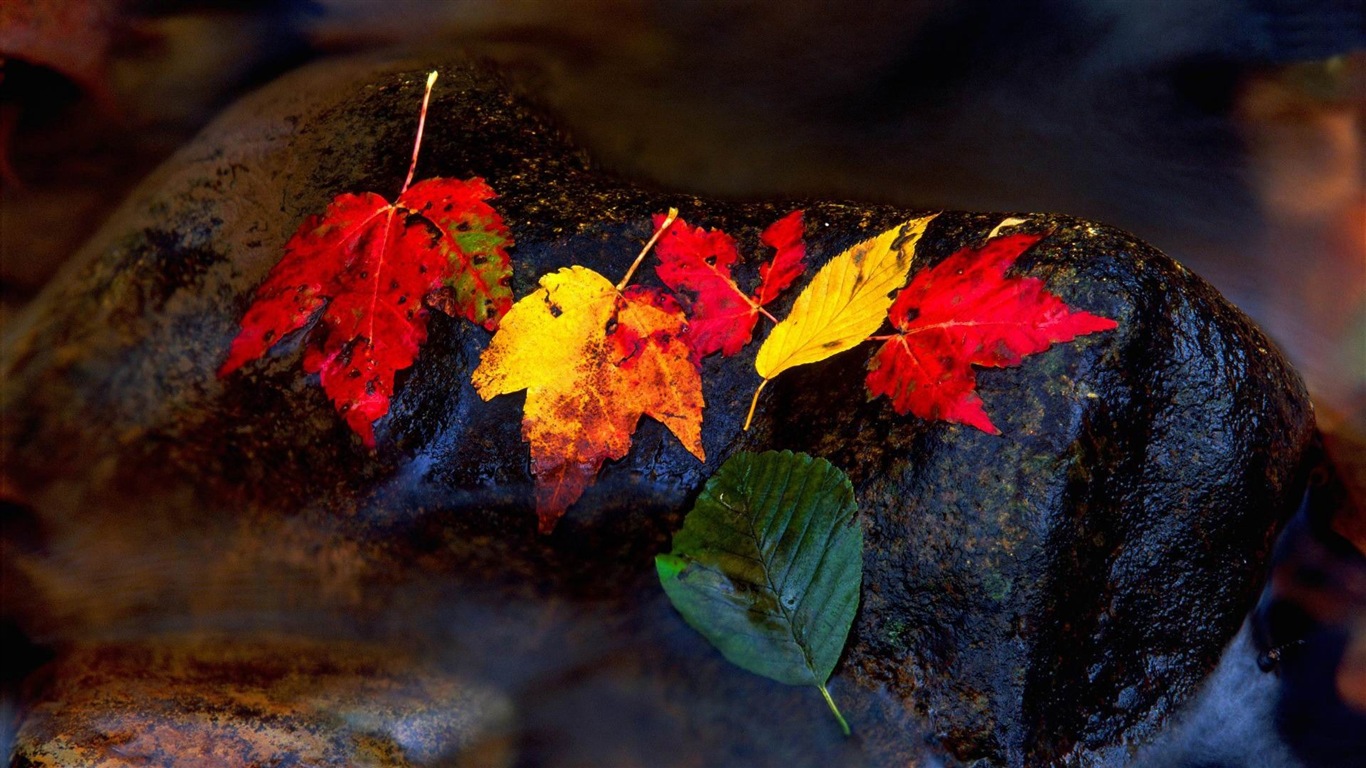 Windows 8.1 Theme HD tapety na plochu: krásné podzimní listí #11 - 1366x768