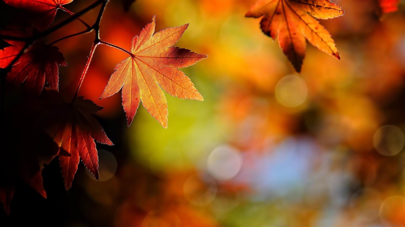 ОС Windows 8.1 HD обои темы: красивые осенние листья #19 - 1366x768
