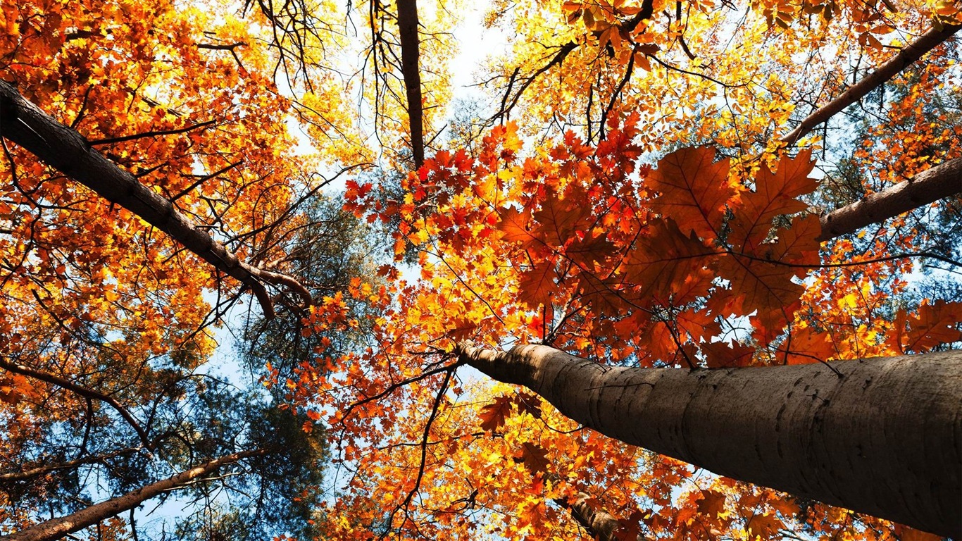 Windows 8.1 Theme HD tapety na plochu: krásné podzimní listí #20 - 1366x768