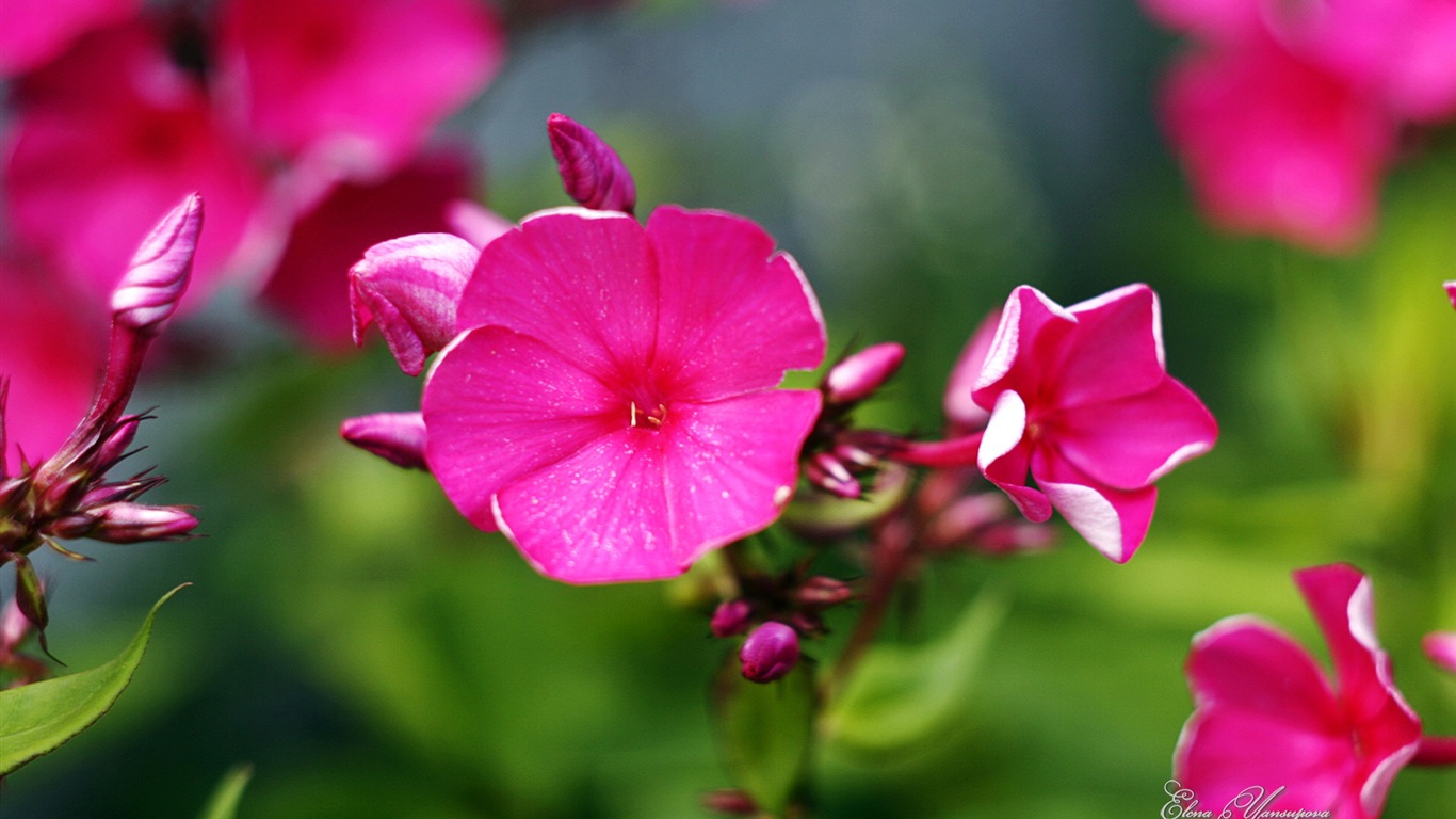 윈도우 8 테마 배경 화면의 HD : 아름다운 꽃 #1 - 1366x768