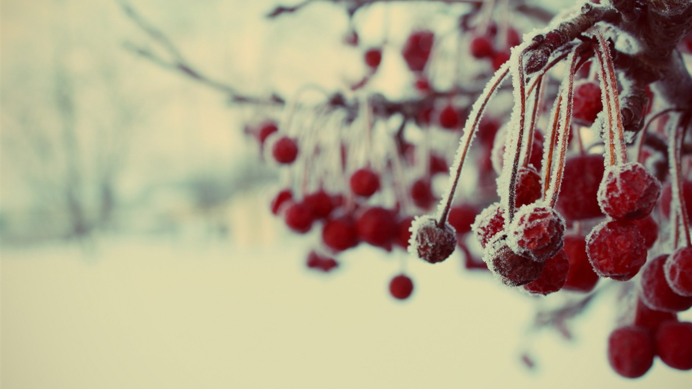 겨울 딸기, 서리 눈의 HD 배경 화면 #3 - 1366x768