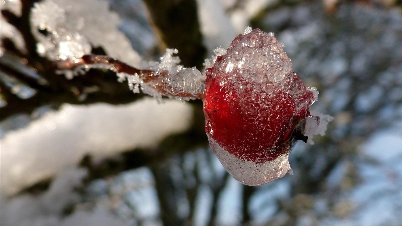 冬天的漿果 霜凍冰雪壁紙 #8 - 1366x768