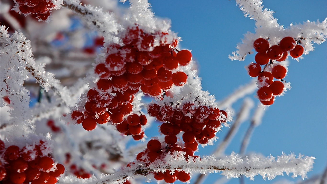 冬のベリー、霜、雪HDの壁紙 #14 - 1366x768