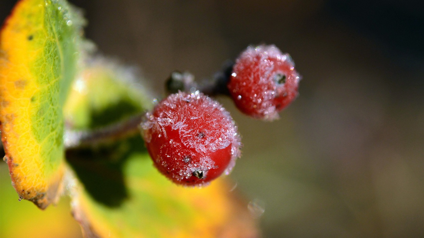 겨울 딸기, 서리 눈의 HD 배경 화면 #15 - 1366x768