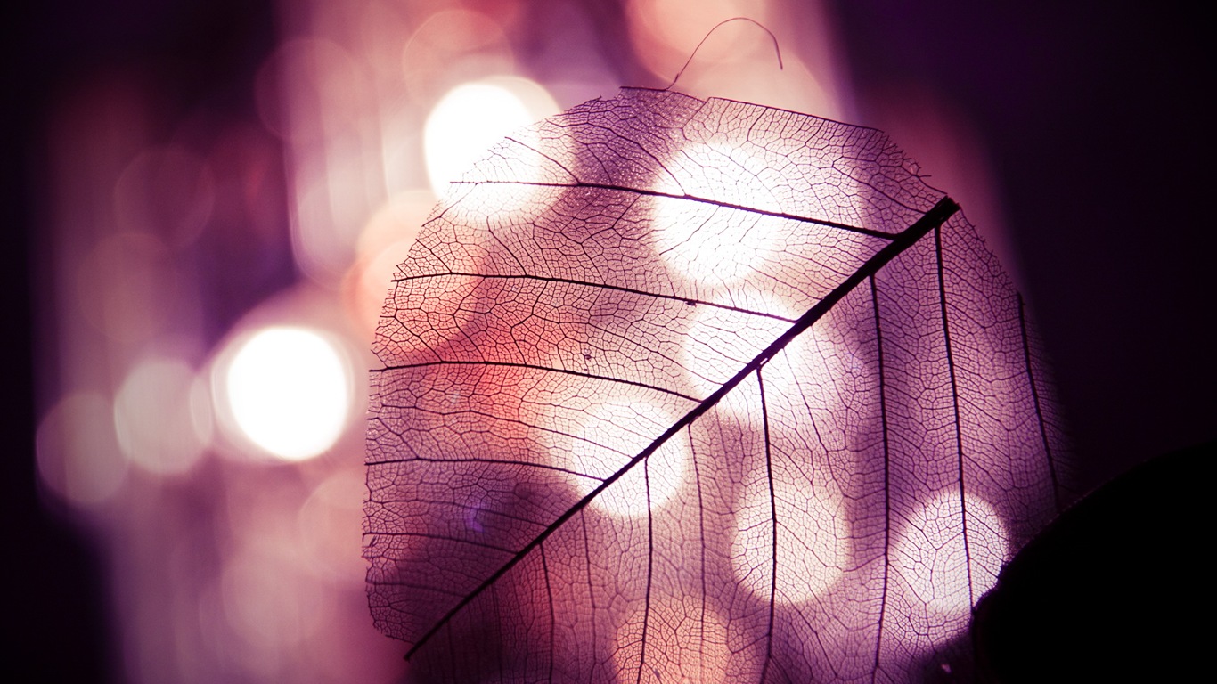 Leaf vein HD photography wallpaper #1 - 1366x768