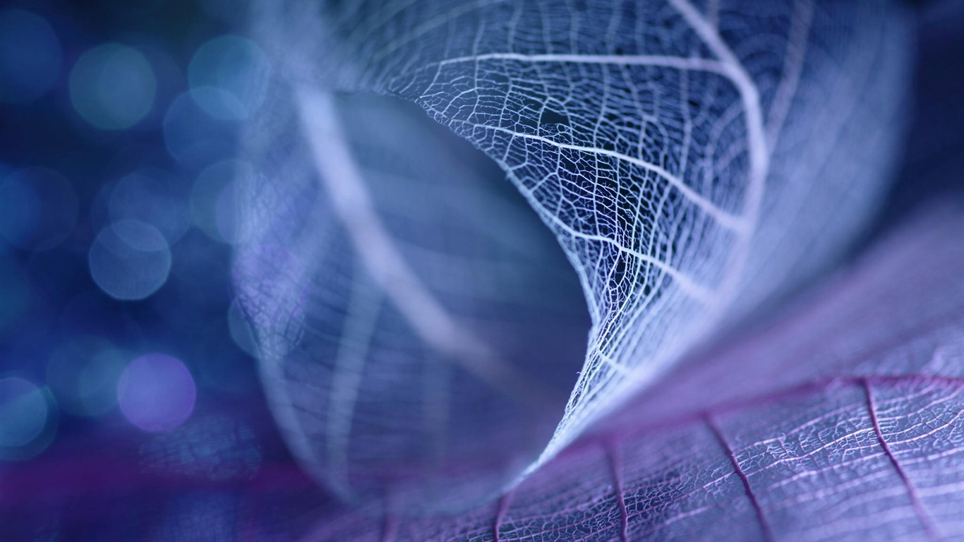 Leaf vein HD photography wallpaper #5 - 1366x768