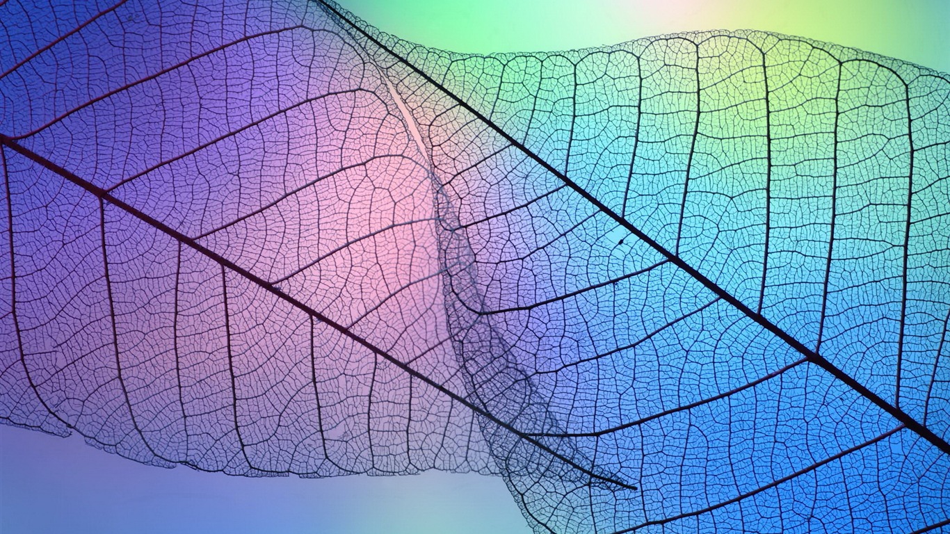 叶子的脉络 高清摄影壁纸9 - 1366x768