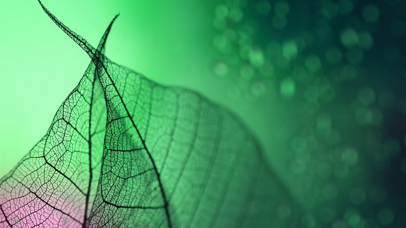 Leaf vein HD photography wallpaper #11 - 1366x768