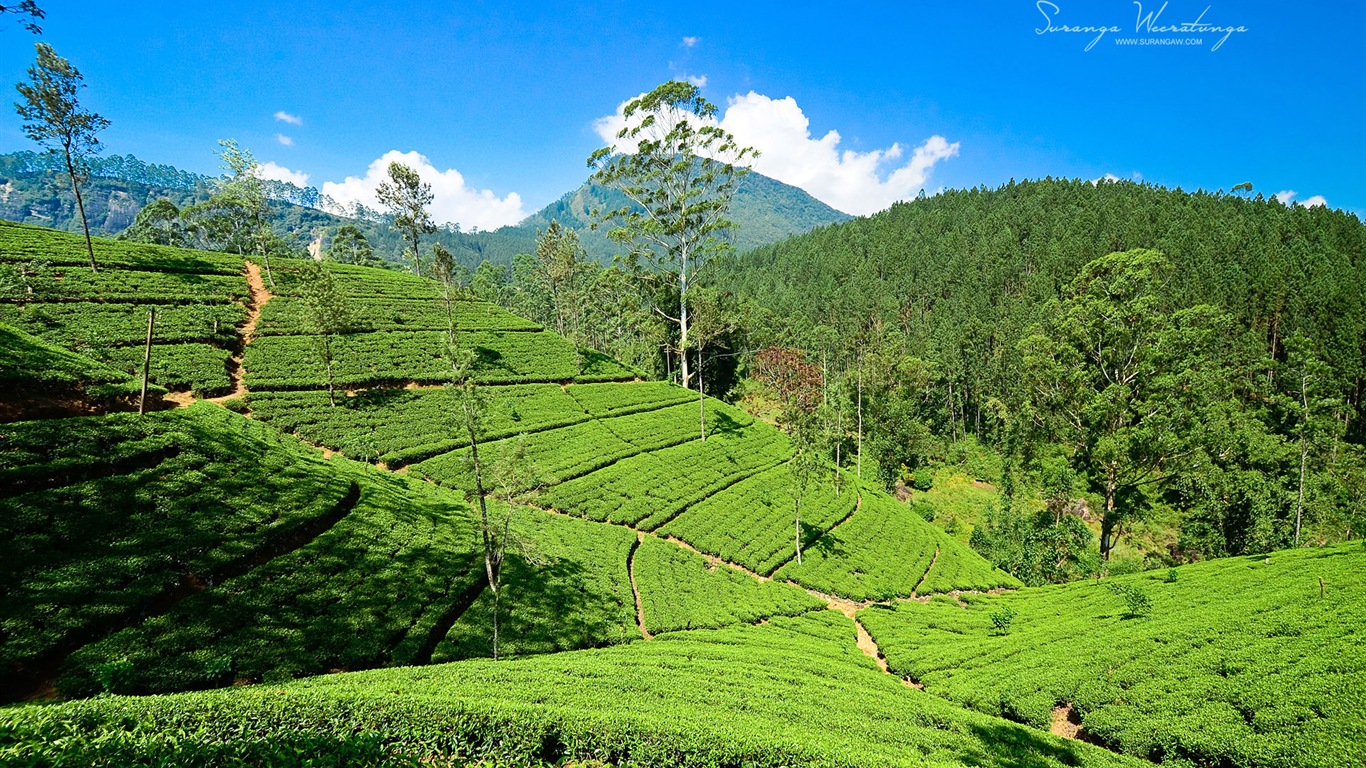 Sri Lanka style de paysage, Windows 8 fonds d'écran thématiques #6 - 1366x768