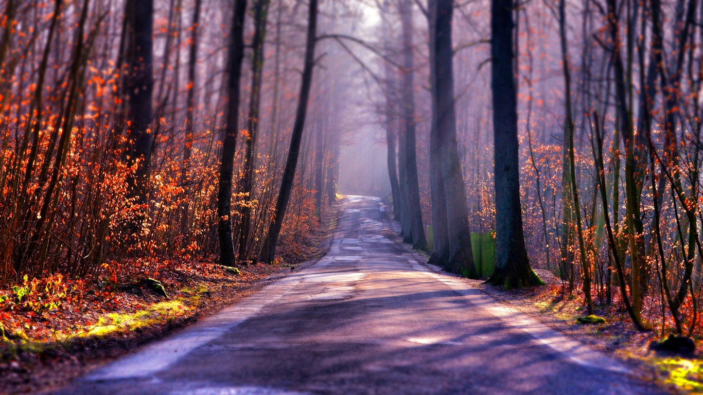 Foggy podzimní listí a stromy HD Tapety na plochu #1 - 1366x768