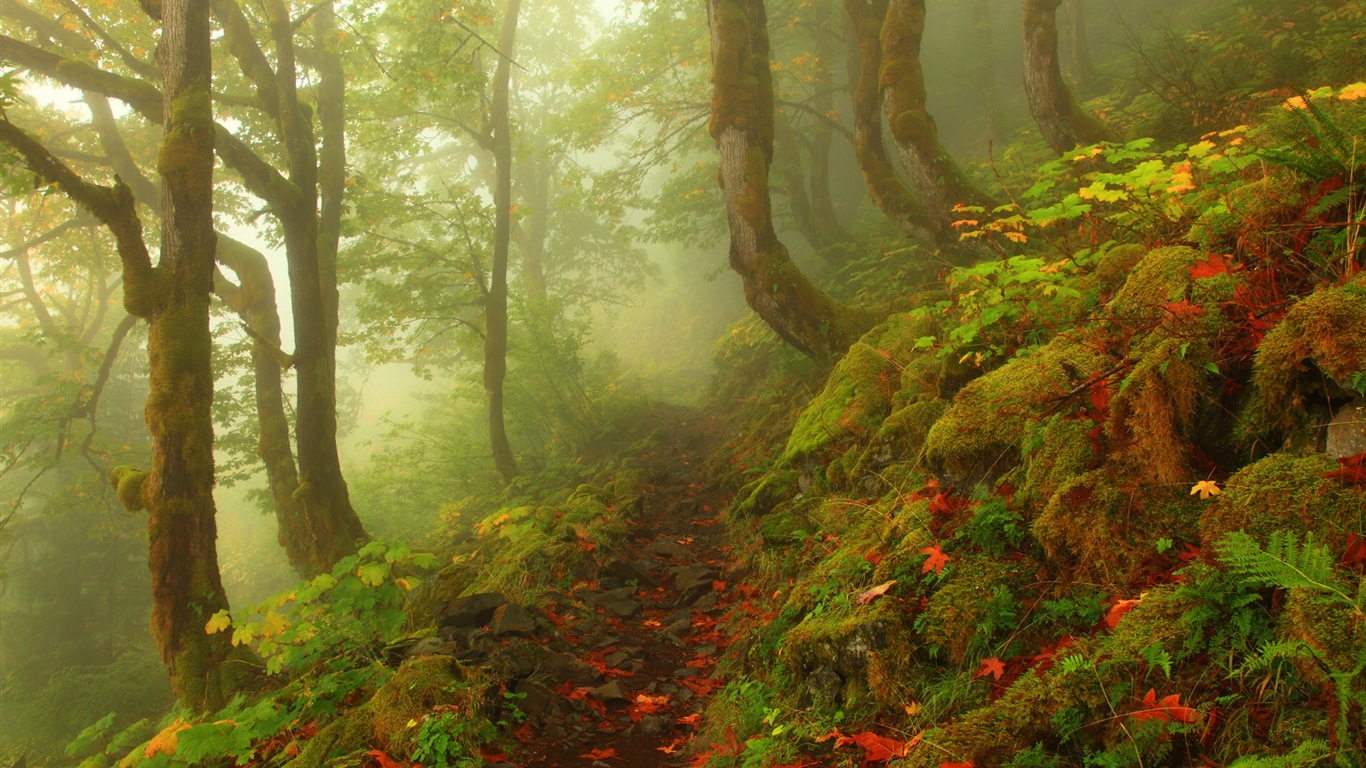 Foggy podzimní listí a stromy HD Tapety na plochu #4 - 1366x768