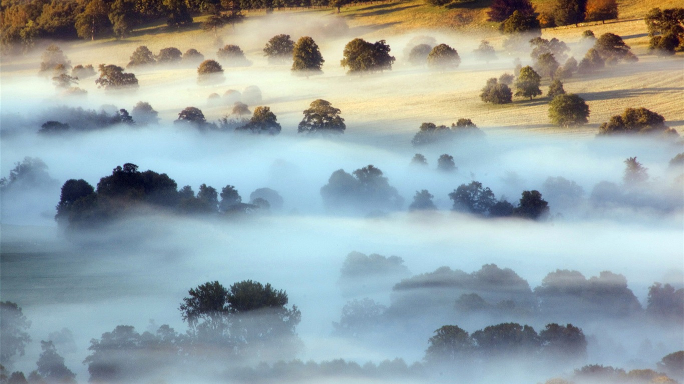 Hojas de otoño de niebla y los árboles fondos de pantalla de alta definición #6 - 1366x768
