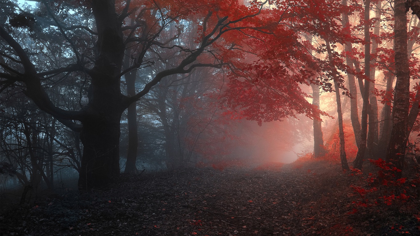 Foggy podzimní listí a stromy HD Tapety na plochu #7 - 1366x768