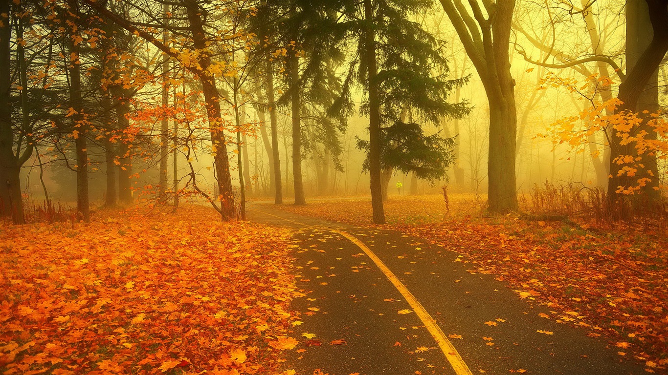 Foggy podzimní listí a stromy HD Tapety na plochu #8 - 1366x768