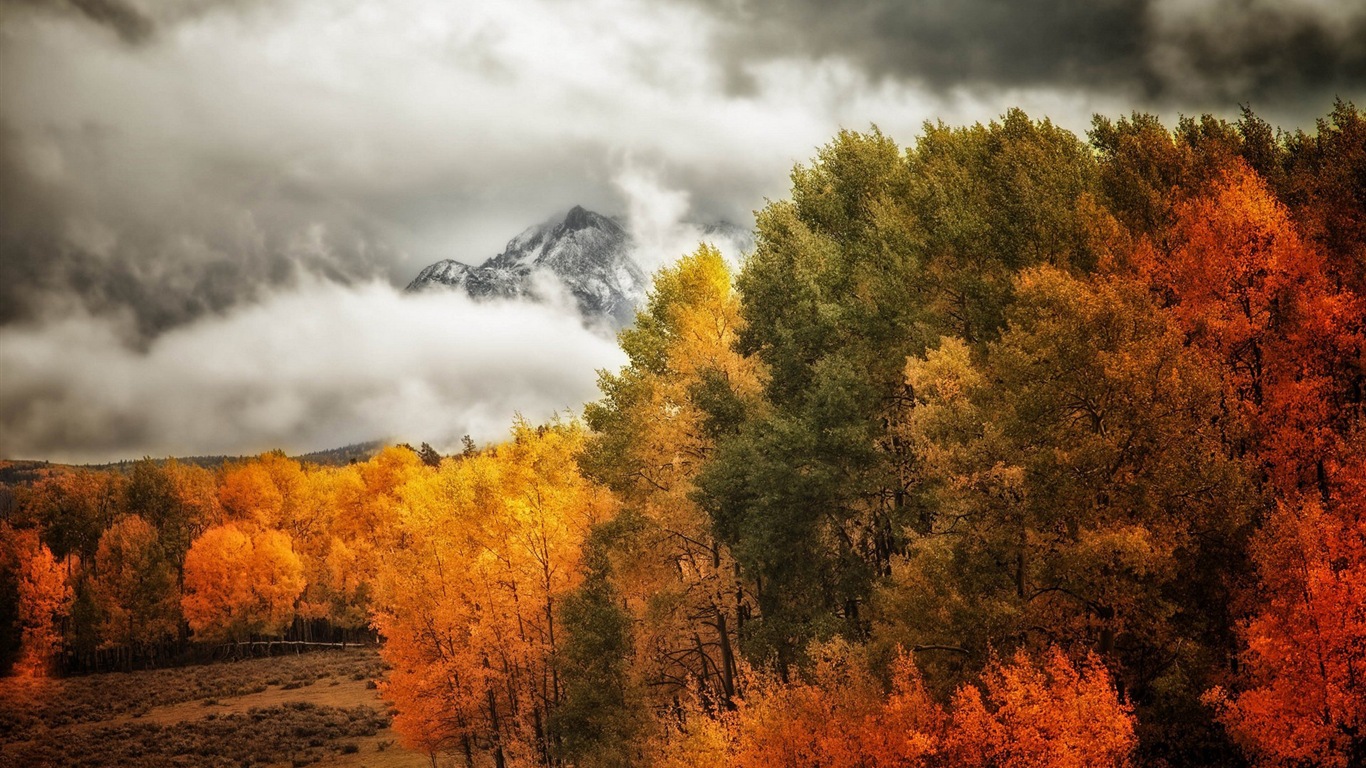 Foggy podzimní listí a stromy HD Tapety na plochu #10 - 1366x768