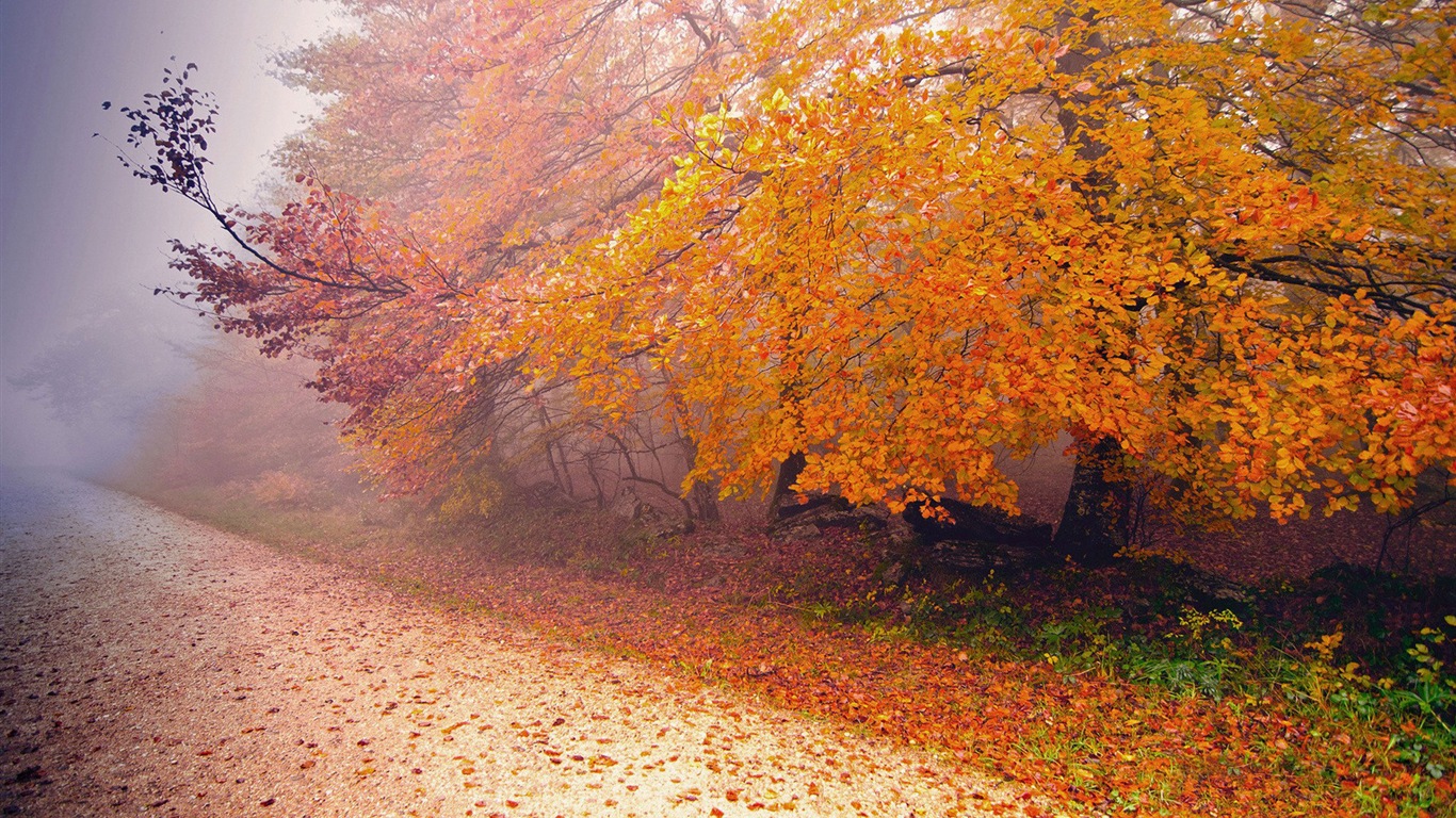 Hojas de otoño de niebla y los árboles fondos de pantalla de alta definición #13 - 1366x768