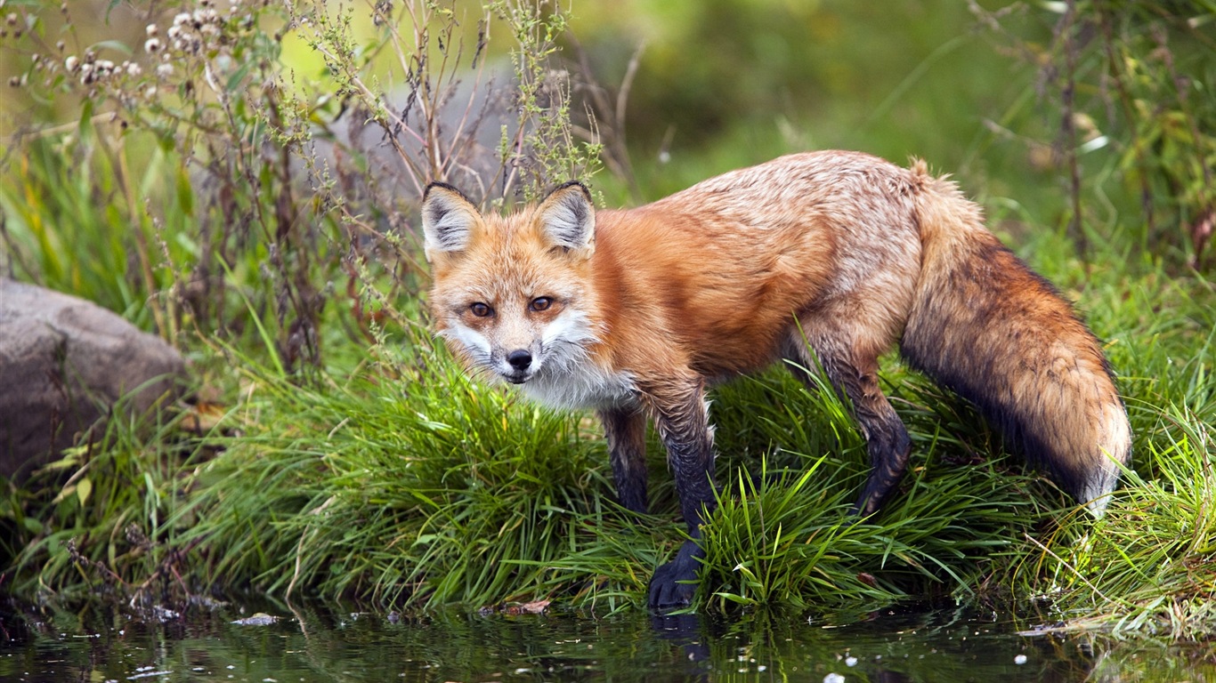 Animal close-up, cute fox HD wallpapers #1 - 1366x768