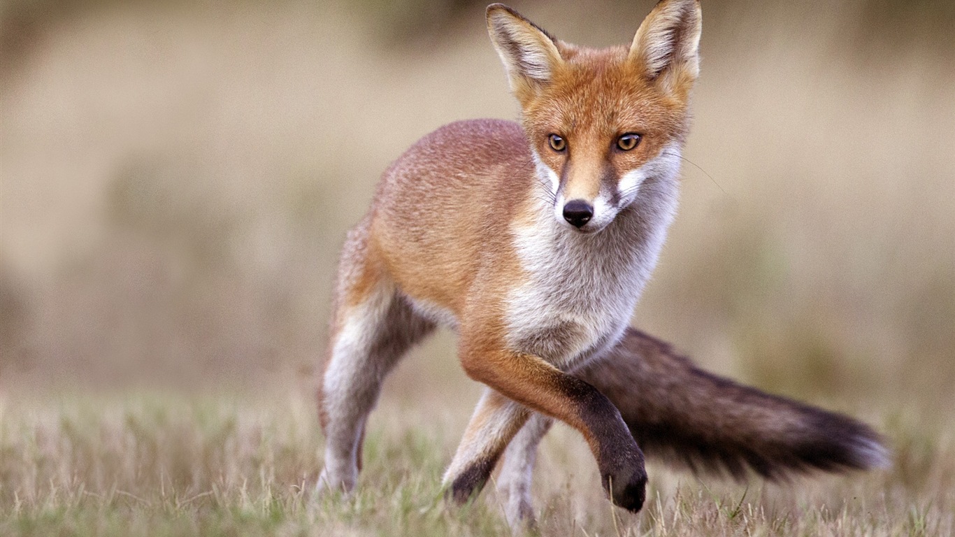 Animal close-up, cute fox HD wallpapers #2 - 1366x768