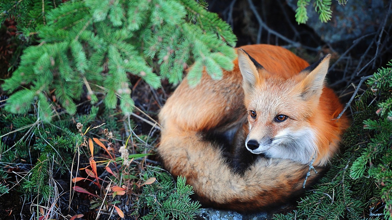 Animal close-up, cute fox HD wallpapers #3 - 1366x768