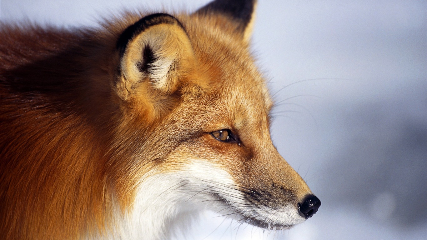 动物特写，可爱的狐狸 高清壁纸4 - 1366x768