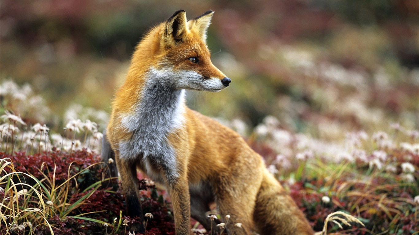 Animal close-up, cute fox HD wallpapers #5 - 1366x768