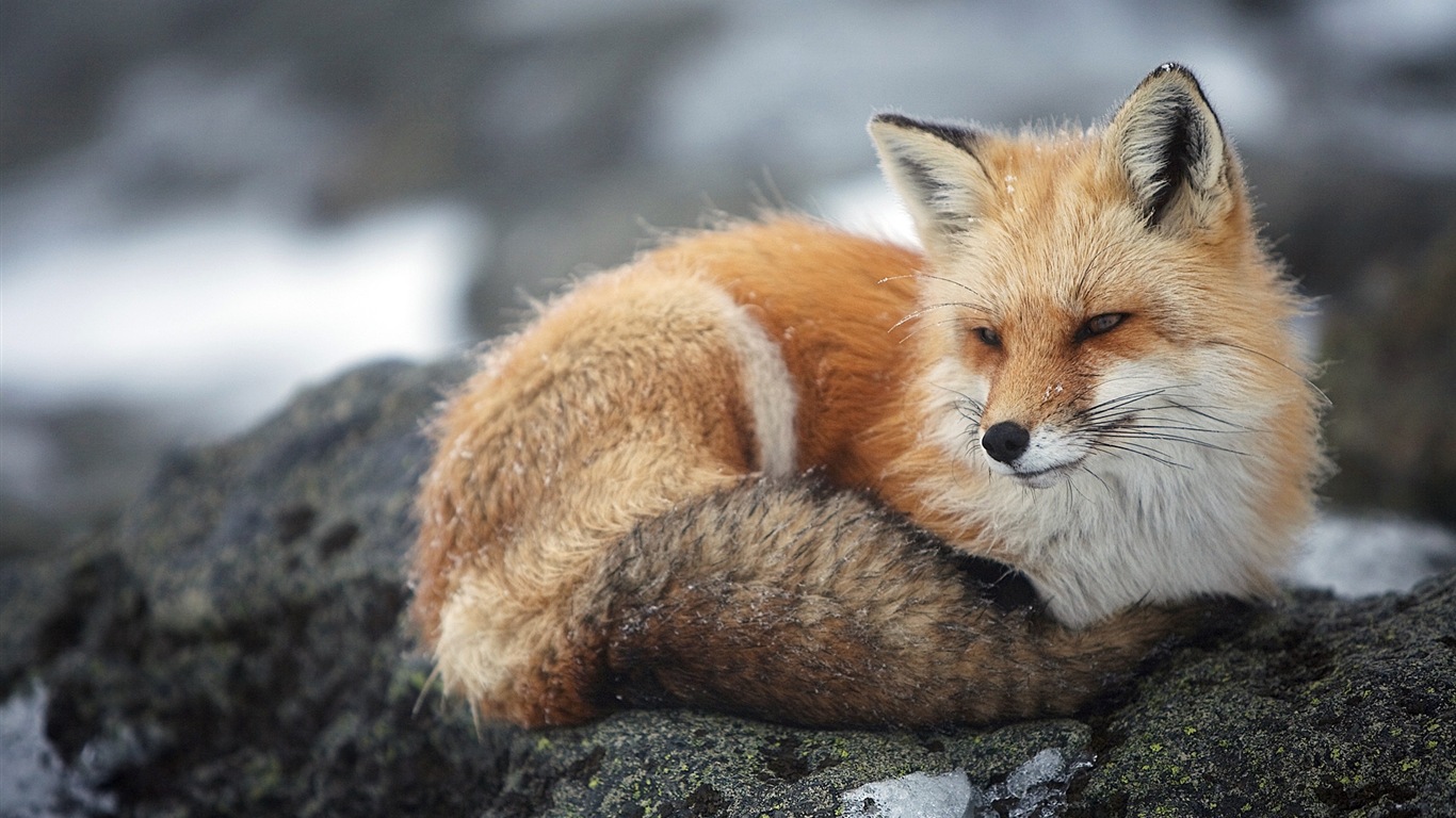 Animal close-up, cute fox HD wallpapers #6 - 1366x768