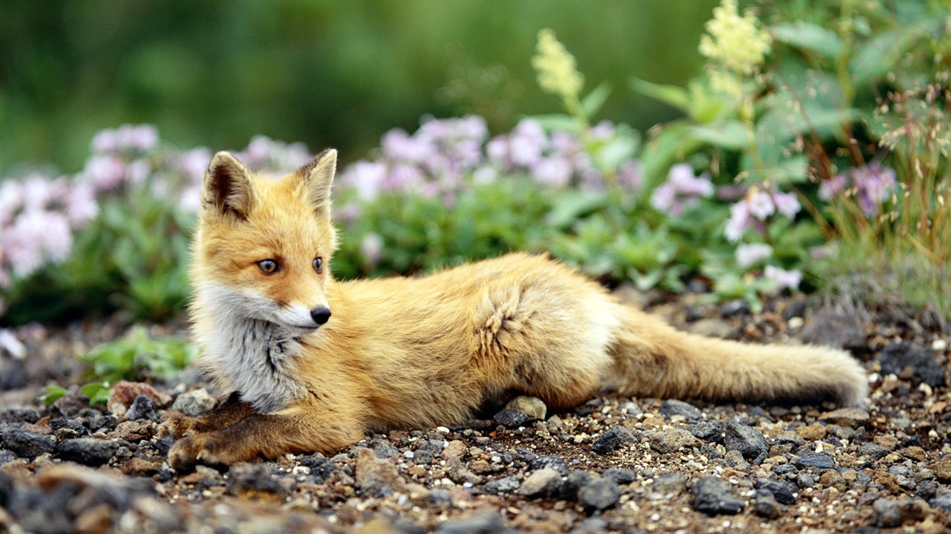 Animal close-up, cute fox HD wallpapers #7 - 1366x768
