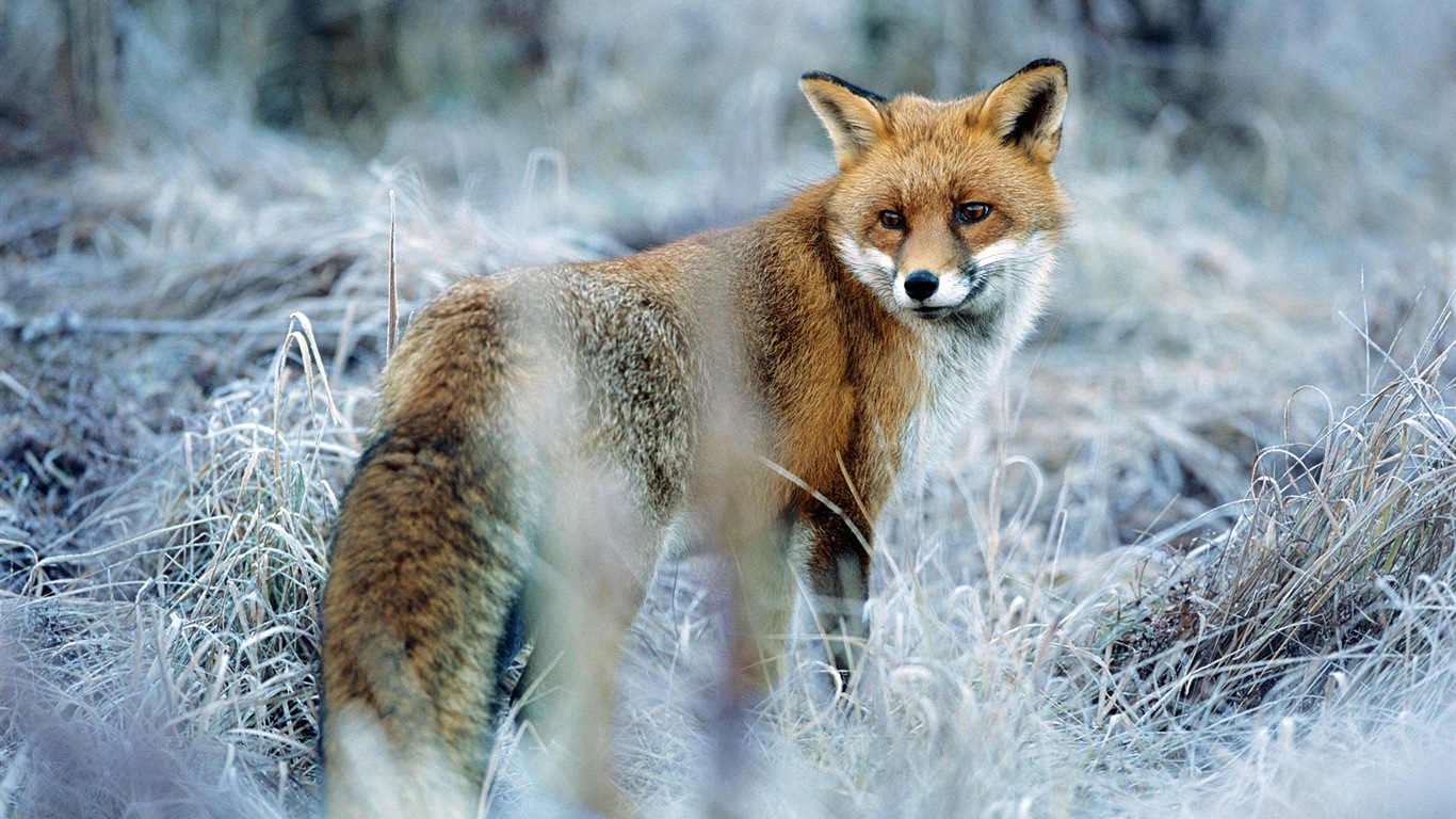 Živočišných detailní, roztomilých fox HD tapety na plochu #8 - 1366x768