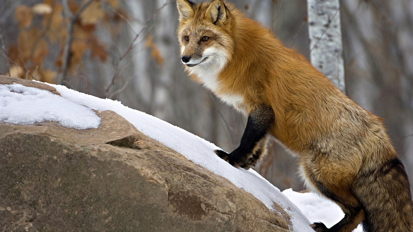 Animal close-up, cute fox HD wallpapers #10 - 1366x768