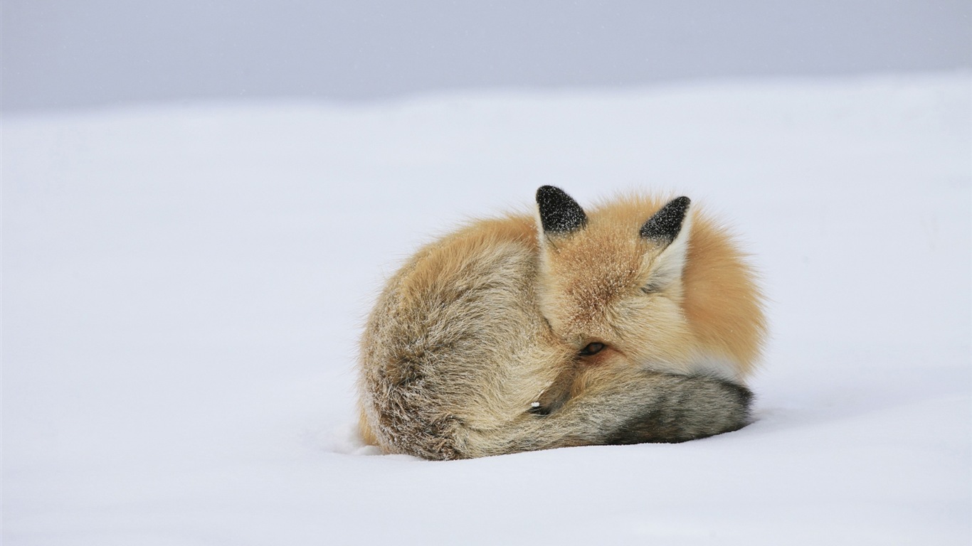 Animal close-up, cute fox HD wallpapers #11 - 1366x768