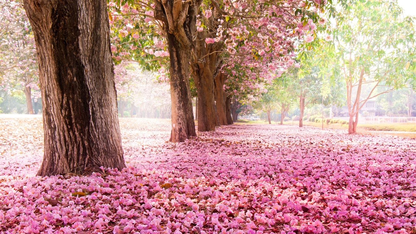꽃은 땅에 아름다운의 HD 배경 화면 가을 #1 - 1366x768