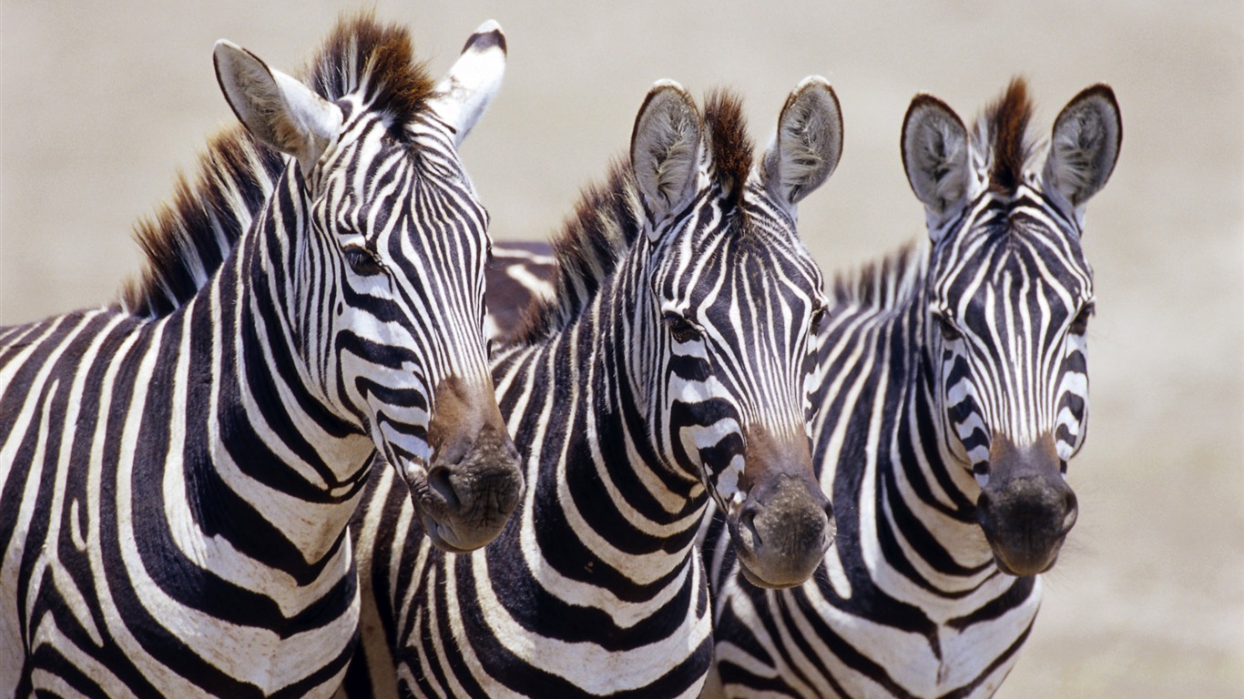 Black and white striped animal, zebra HD wallpapers #1 - 1366x768