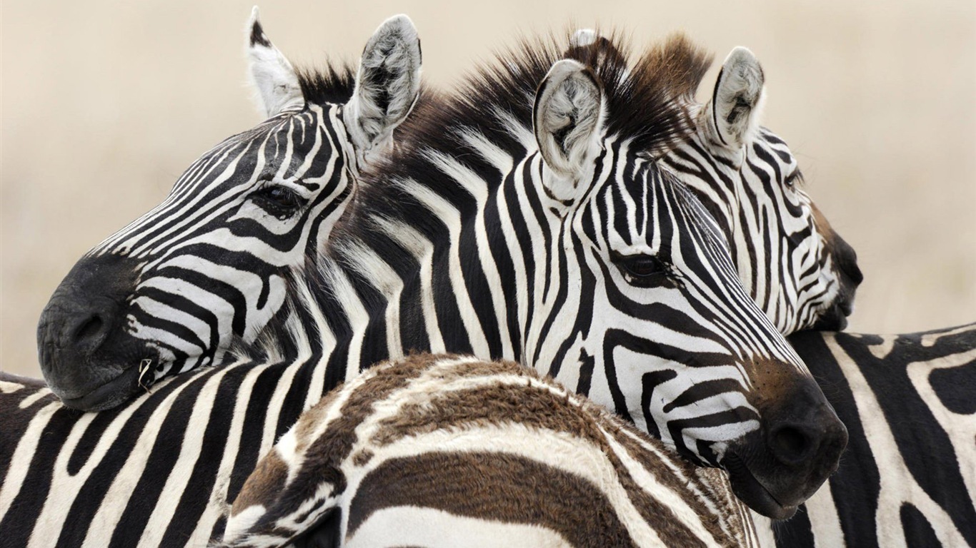 Schwarz-weiß gestreifte Tier, Zebra HD Wallpaper #2 - 1366x768