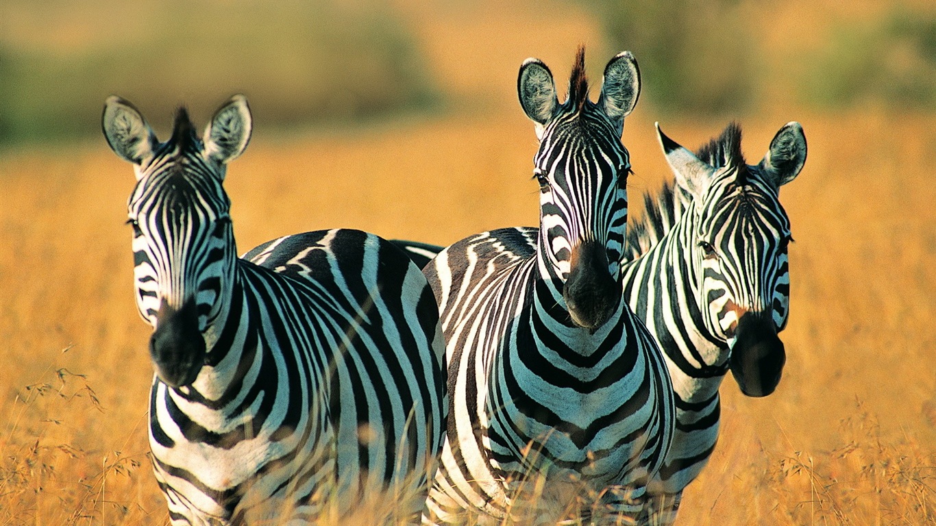 Black and white striped animal, zebra HD wallpapers #3 - 1366x768