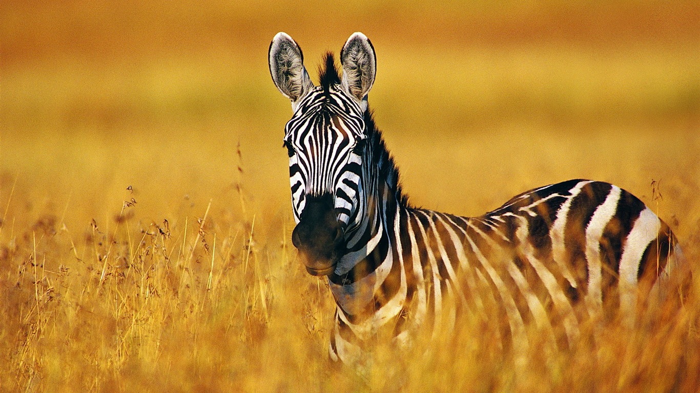 Schwarz-weiß gestreifte Tier, Zebra HD Wallpaper #4 - 1366x768