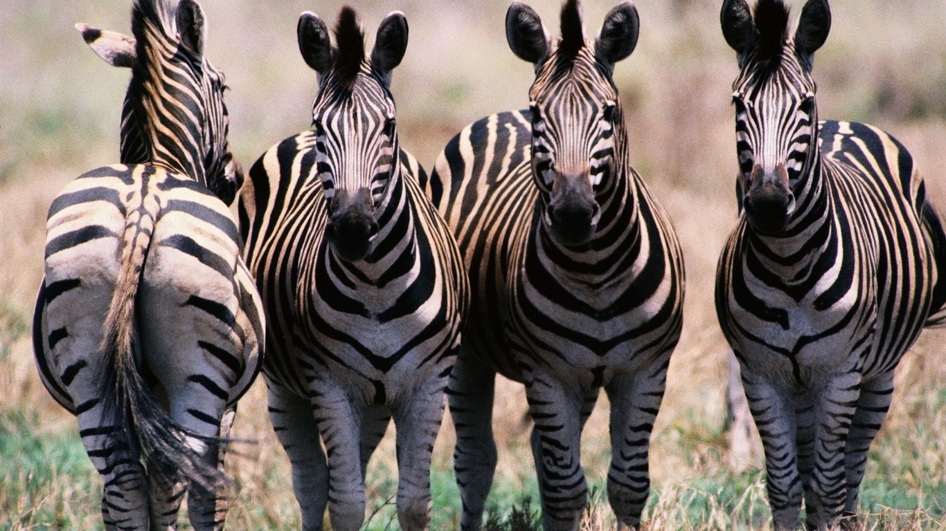 Black and white striped animal, zebra HD wallpapers #5 - 1366x768