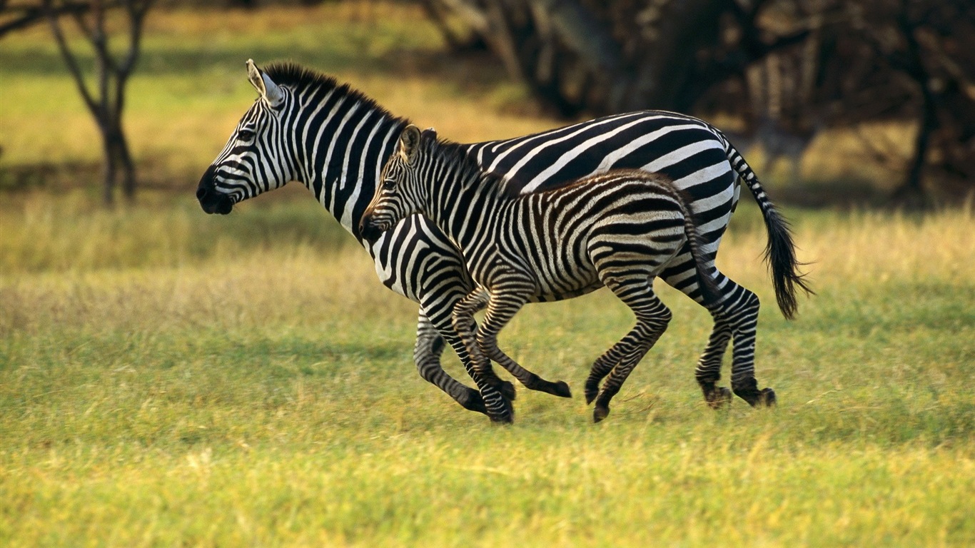 Schwarz-weiß gestreifte Tier, Zebra HD Wallpaper #6 - 1366x768