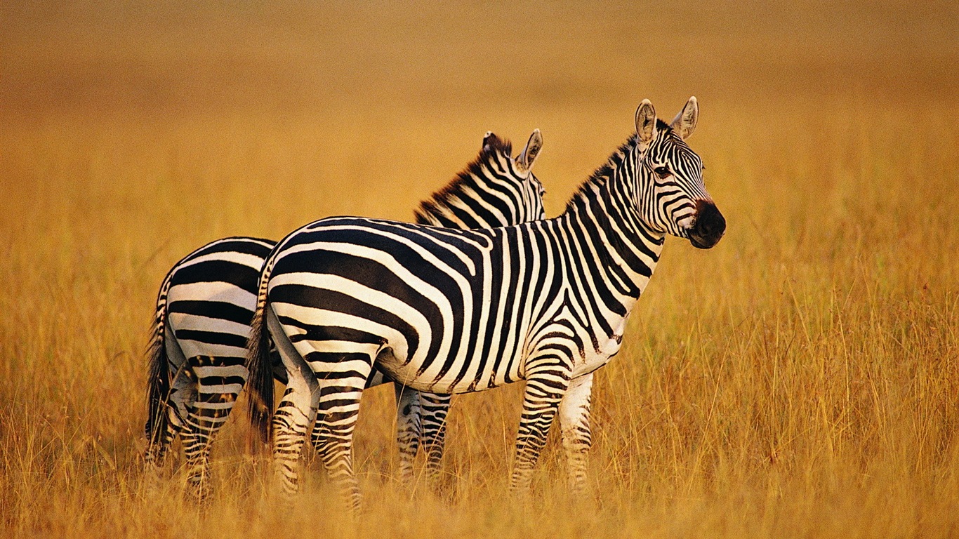 Schwarz-weiß gestreifte Tier, Zebra HD Wallpaper #7 - 1366x768